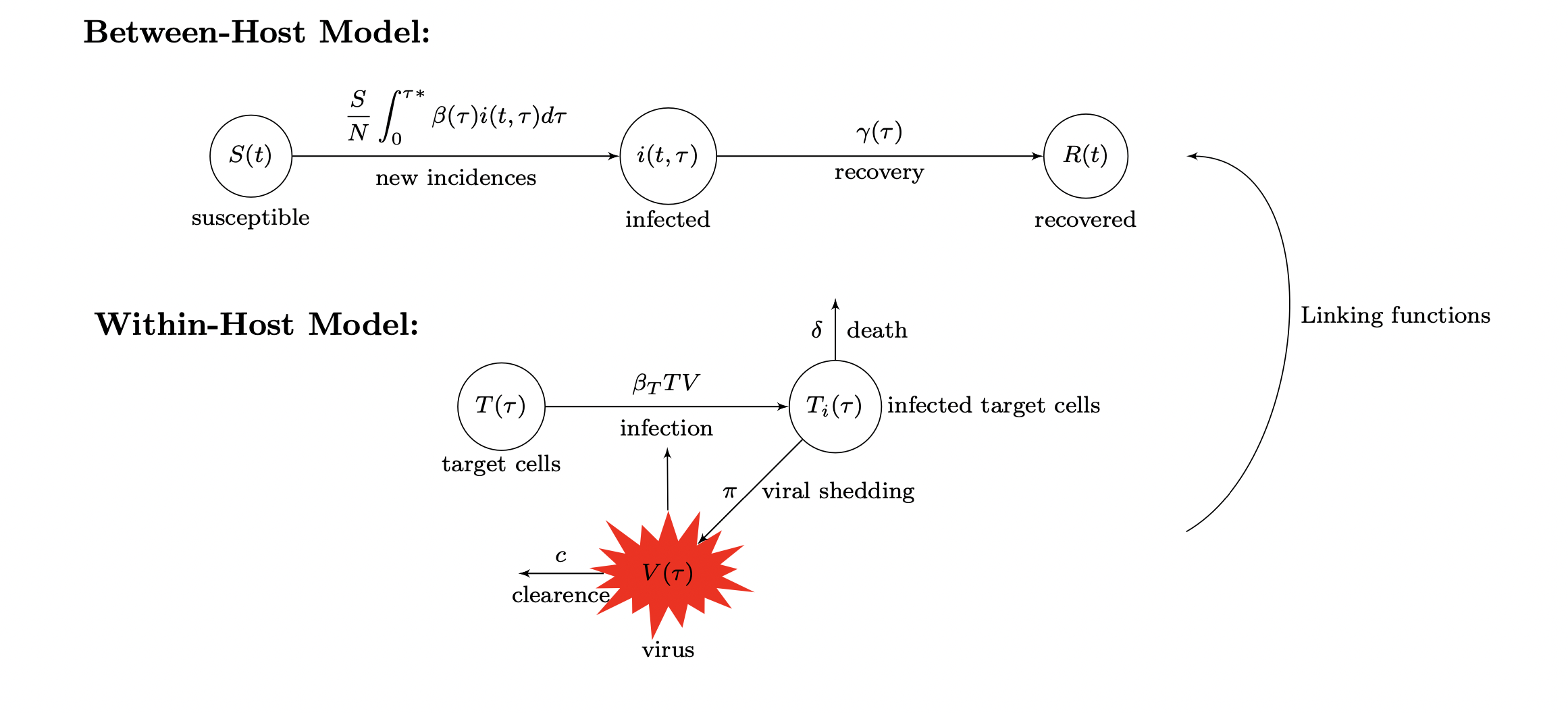 Between-Host Model